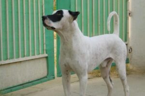 Фото индийского булли Фото породы индийский булли