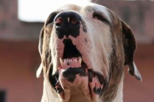 Собака индийский булли Собака породы индийский булли