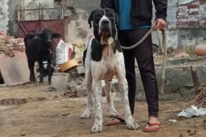 Индийский булли Индийский булли: фото