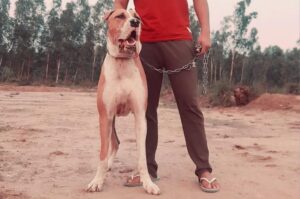 Индийский булли Собака индийский булли