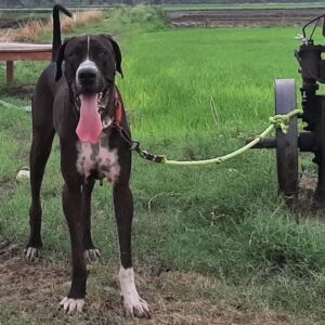 Собака породы пакистанский мастиф Порода собак пакистанский мастиф