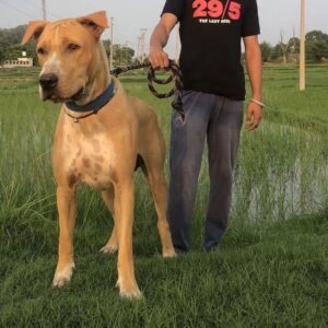 Пакистанский мастиф Собака пакистанский мастиф