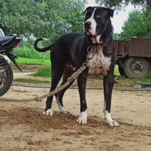 Фото пакистанского мастифа Порода пакистанский мастиф