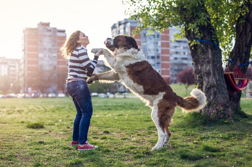 Почему собака прыгает на человека?