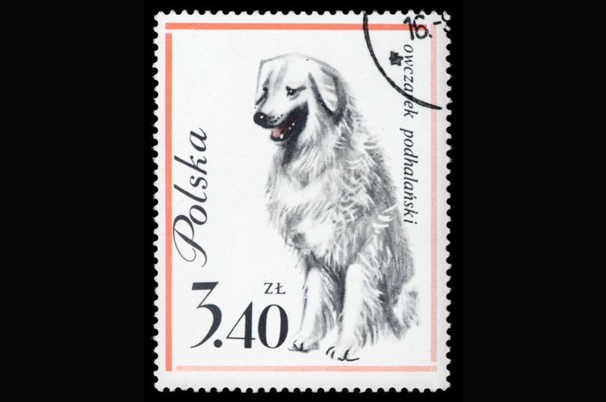 Винтажная почтовая марка польской татранской овчарки