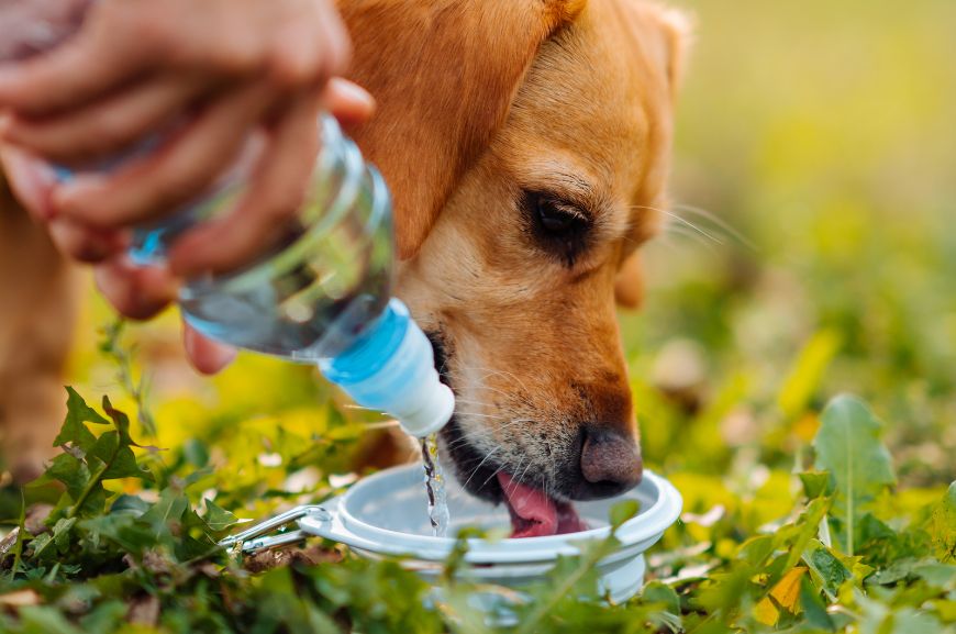 Сколько минеральной воды давать собаке в день?
