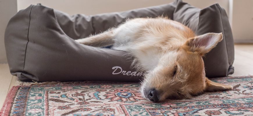 Снятся ли собакам сны?