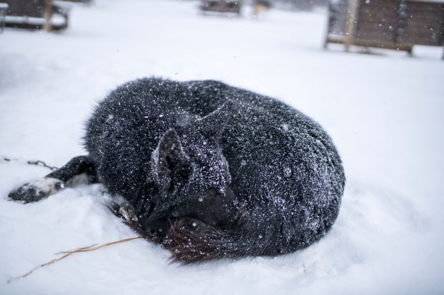 Собака спит в снегу 