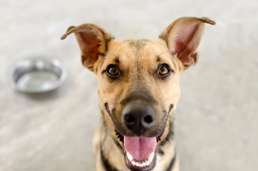 Диетический корм для собак: когда давать?