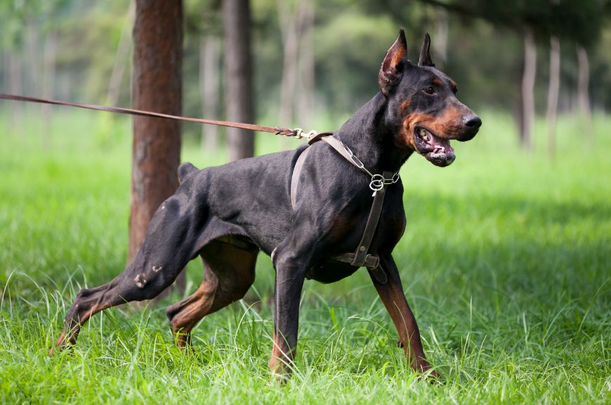 Самая опасная собака – доберман-пинчер