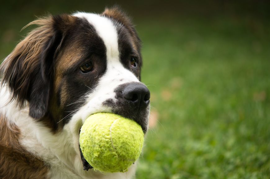 Игрушки для собак из теннисного мячика