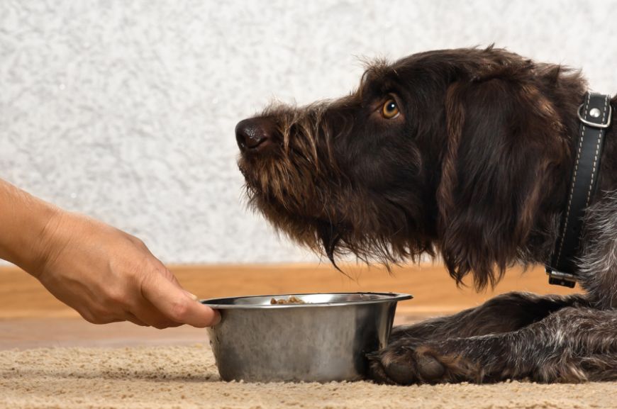 Как отучить собаку от пищевой агрессии?
