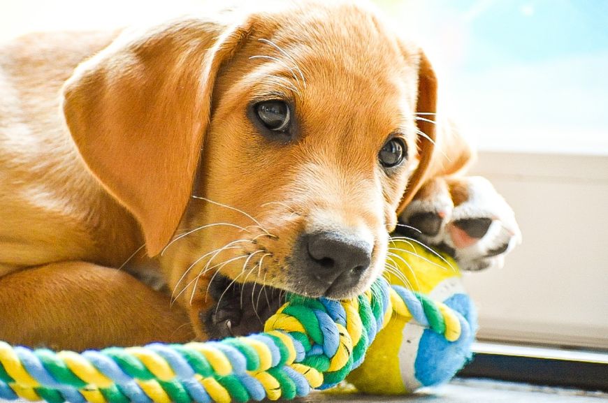 Как сделать игрушку для собаки из теннисного мячика?
