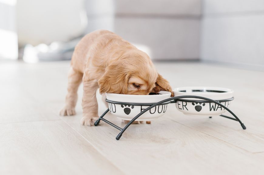 Когда кормить щенка: до прогулки или после