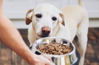 Когда кормить собаку: до прогулки или после?