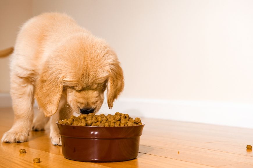 Можно ли кормить щенка только сухим кормом