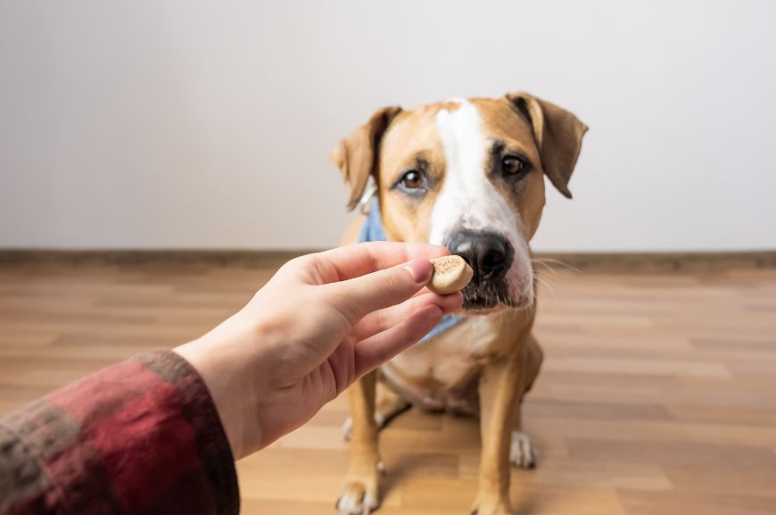 Пищевая агрессия у собак 