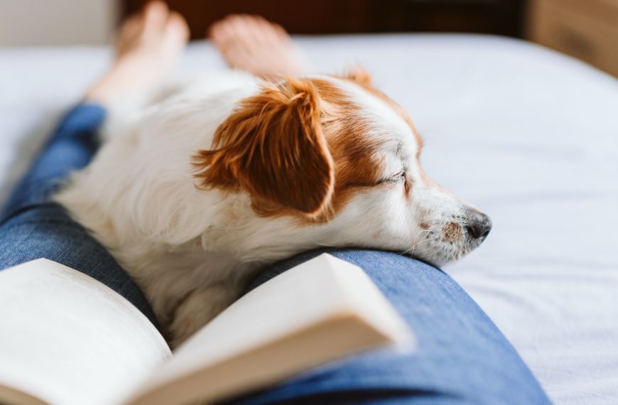 Почему собака прижимается к хозяину, когда спит