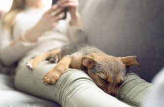 Почему собака спит в ногах у хозяина?