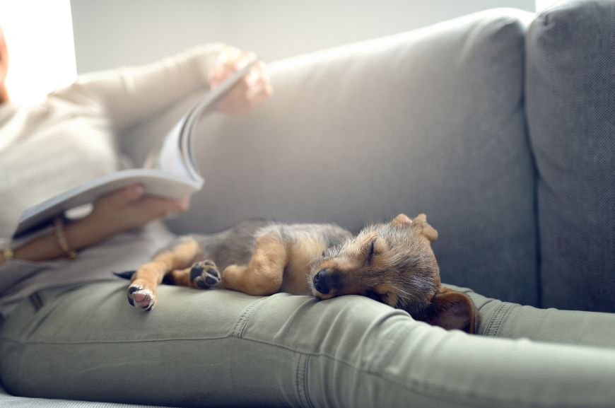 Почему собаки спят в ногах у хозяина