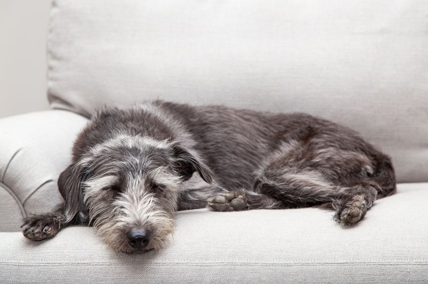 Продолжительность сна у пожилых собак