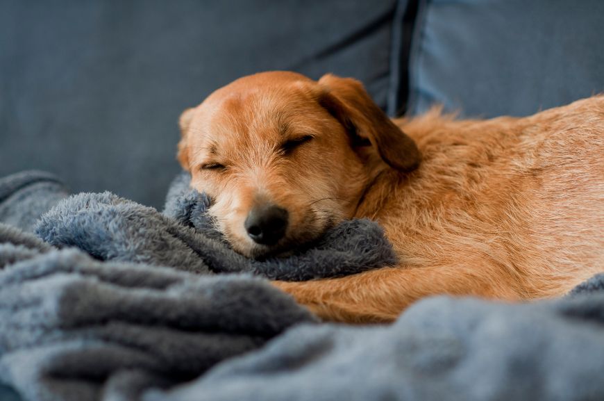Сколько часов спят собаки?
