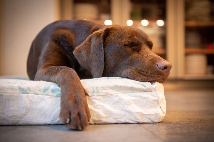 Сколько нужно спать собаке в сутки?