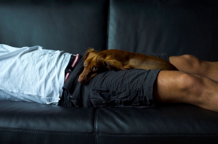 Почему собаки любят спать в ногах