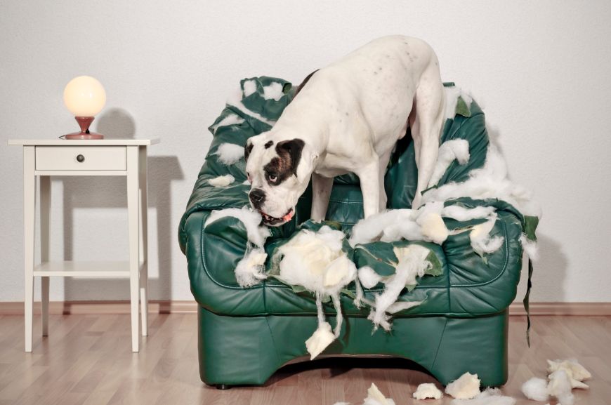 Как отучить собаку грызть мебель и вещи