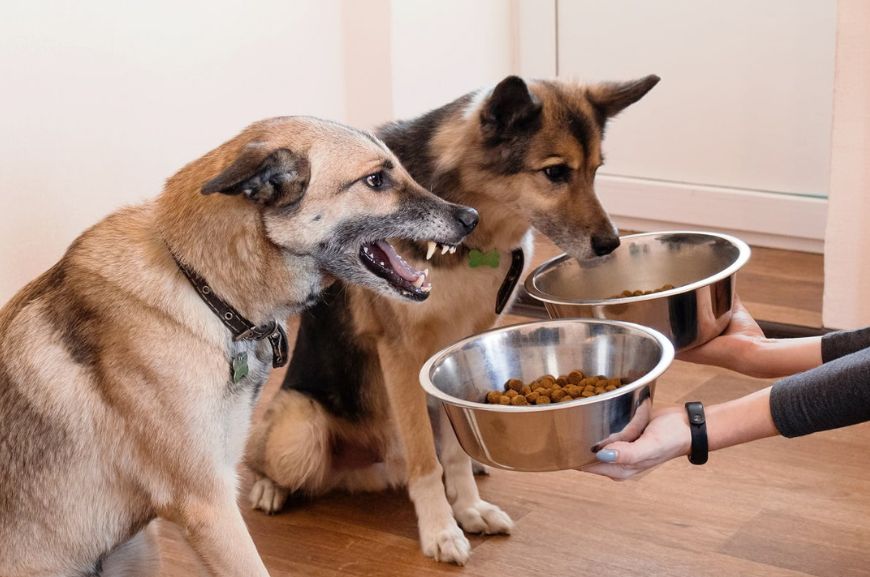 Что такое пищевая агрессия у собак