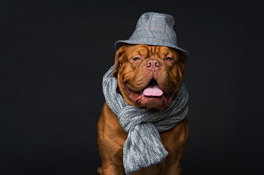 Собака в шляпе 