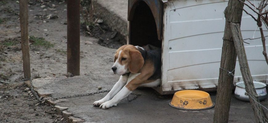 Как приучить собаку к будке на улице