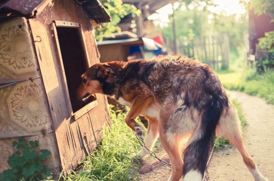 Как приучить взрослую собаку к будке на улице
