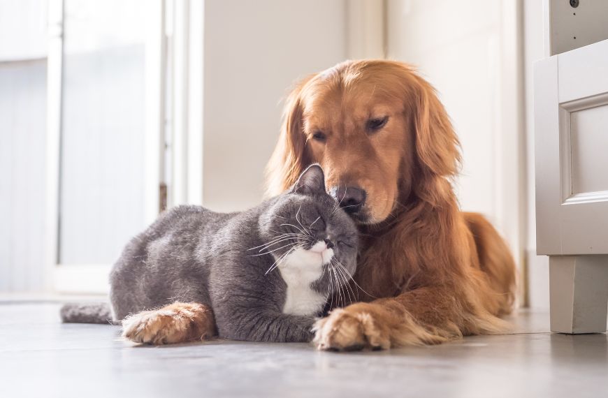 Кошка с собакой 