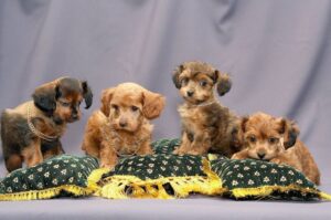 Невские орхидеи Невские орхидеи: фото