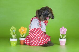 Петербургская орхидея в платье Петербургская орхидея: дизайнерское фото