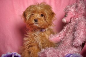 Красивое фото собаки петербургская орхидея Фото собаки петербургская орхидея