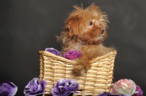 Петербургская орхидея в корзинке Петербургская орхидея в корзинке: фото