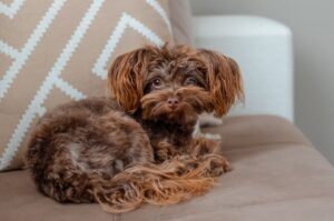 Фото петербургской орхидеи Собака петербургская орхидея