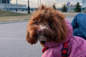 Петербургская орхидея Красивый пёсик петербургская орхидея