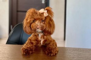 Собачка петербургская орхидея Красивая собачка петербургская орхидея