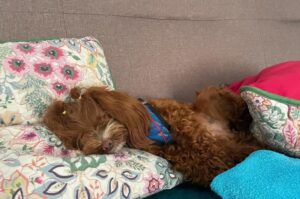 Петербургская орхидея спит Спящая собака петербургская орхидея