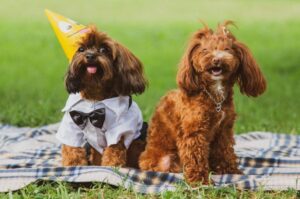 Петербургские орхидеи Собаки петербургские орхидеи