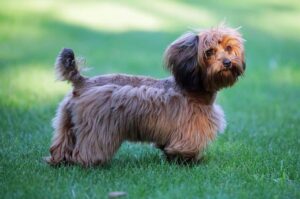 Фото петербургской орхидеи Порода петербургская орхидея