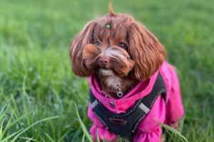 Петербургская орхидея: фото Красивая собакчка петербургская орхидея