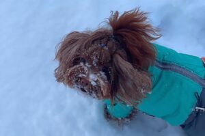 Петербургская орхидея: фото зимой Петербургская орхидея: зимой