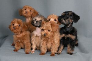 Петербургские орхидеи Петербургские орхидеи: фото