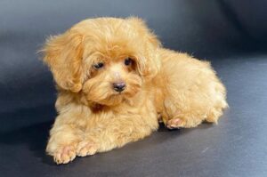 Красивая собачка петербургская орхидея Петербургская орхидея