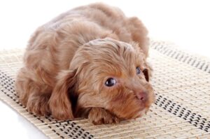 Щенок собаки невская орхидея Собака невская орхидея