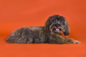 Фото невской орхидеи Красивое фото невской орхидеи